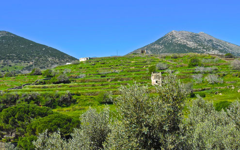 Περιστεριώνες στη Σίφνο